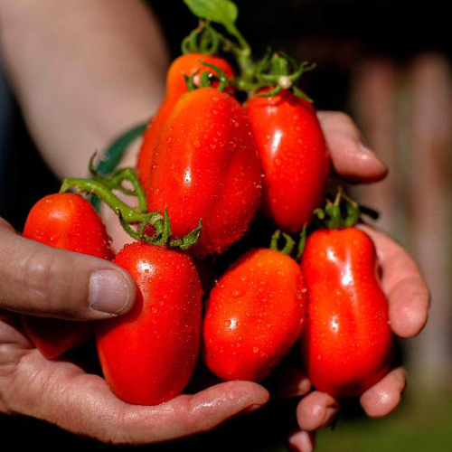 San Marzano